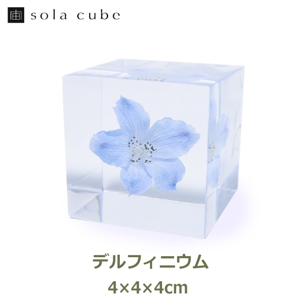 標本 立体 花 図鑑 ドライフラワー インテリア sora cube 宙 キューブ
