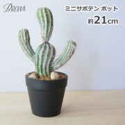 ե꡼ տʪ ͸տʪ ¤  ܥƥߥ 쥵ܥƥ ݥå 21cm ȭ 襤 ߥ ¿ʪ ȥʤ Ҷ ¿ BROWN BB240 ̵ 