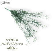 տʪ ե ꡼ 60cm ץꥹ ϥ󥮥 ֥å ͹  ƥꥢ   Ϥʤ ʪ   ץ ߤ뤹 BB010 991511 