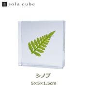 Υͥɥ ɸ ʪ   塼 襭塼 Υ ŷ  ܥ˥  ƥꥢ  Ω Ʃ  ȥ亮Υ Τ  åԥб 