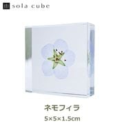 �������Υͥɥ� ɸ�� ��ʪ ���� ������ ���塼�� �襭�塼�� �ͥ�ե��� ��ꥫ�饵�� �֥롼 �� ŷ�� ���� �ܥ��˥��� ������ ����ƥꥢ ������� Ω�� Ʃ�� ��åԥ��б� 