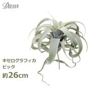 ������ �����ȥ�å� �ե��������꡼�� ���տ�ʪ �͹����տ�ʪ ¤�� ������� ����������ե��� 26cm ����󥸥� �ԥå� �����ץ��� �ϥ󥮥� �緿 ��� ����̵�� 