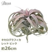 ������ �����ȥ�å� �ե��������꡼�� ���տ�ʪ �͹����տ�ʪ ¤�� ������� ����������ե��� ��å� 26cm ��ʪ ����󥸥� �ԥå� �����ץ��� �ϥ󥮥� ����̵�� 