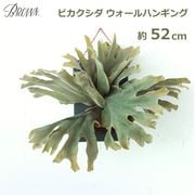  ȥå ե ꡼  ɳݤ ӥ ⤵ 52cm ¤  ʪ ץ ƥꥢ ֥饦 Brown  ϥ󥮥 ̵ 