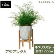 �ե��������꡼�� ���տ�ʪ �͹����տ�ʪ ¤�� �������󥿥� ���٥ꥹ�ݥå� ���� H66cm ��ʪ ���꡼�� ������� �Ɀ ���䱿 ���å� PRGR-1475W ���꡼��ѡ��� GREENPARK ����̵�� 