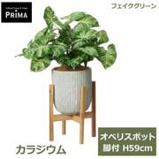 �ե��������꡼�� ���տ�ʪ �͹����տ�ʪ ¤�� ���饸���� ���٥ꥹ�ݥå� ���� H59cm ��ʪ ���꡼�� ������� ���ȥ���� PRGR-1479W ���꡼��ѡ��� GREENPARK ����̵�� 