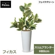 �ե��������꡼�� ���տ�ʪ �͹����տ�ʪ ¤�� �ե����� �����ץ�󥿡� H80cm ��ʪ ���꡼�� ������� ����ƥꥢ PRGR-1749 �̲� ���꡼��ѡ��� GREENPARK ����̵�� 