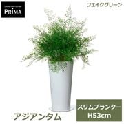 �ե��������꡼�� ���տ�ʪ �͹����տ�ʪ ¤�� �������󥿥� �����ץ�󥿡� H68cm ��ʪ ���꡼�� ������� ����ƥꥢ PRGR-1460 ���꡼��ѡ��� GREENPARK ����̵�� 