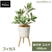 �ե��������꡼�� ���տ�ʪ �͹����տ�ʪ ¤�� �ե����� ����� H90cm ��ʪ ���꡼�� ������� ����ƥꥢ �͵� �͹���ʪ PRGR-1753 ���꡼��ѡ��� GREENPARK ����̵�� 