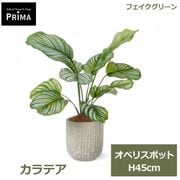 �ե��������꡼�� ���տ�ʪ �͹����տ�ʪ ¤�� ��� ���꡼�� �ե����� ����ƥ� ���٥ꥹ�ݥå� S H45cm ��ʪ �ơ��֥륰�꡼�� ������� PRGR-1648 GREENPARK ����̵�� 