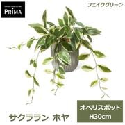 �ե��������꡼�� ���տ�ʪ �͹����տ�ʪ ¤�� ��� ���꡼�� �ե����� �������� �ۥ� ���٥ꥹ�ݥå� S H30cm �ơ��֥륰�꡼��ե����� PRGR-1754 GREENPARK ����̵�� 