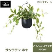 �ե��������꡼�� ���տ�ʪ �͹����տ�ʪ ¤�� �꡼�� �������� �ۥ� �������� �ϥ󥮥� H50cm ��ʪ ����󥸥��� �ե����� ���꡼�� PRGR-1762 GREENPARK ����̵�� 