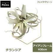 �ե��������꡼�� ���տ�ʪ �͹����տ�ʪ ¤�� ����󥸥� �إ������� ��ʪ ����󥸥��� ���� �������륰�꡼�� ϻ�� �ե����� ���꡼�� PRGR-1758 GREENPARK ����̵�� 