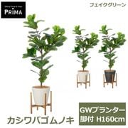 �ե��������꡼�� ���տ�ʪ �͹����տ�ʪ ¤�� ������Х���Υ� GW �ץ�󥿡� ���� H160cm ��ʪ �緿 ���åɥ������ �ե����� ���꡼�� PRGR-1711 GREENPARK ����̵�� 