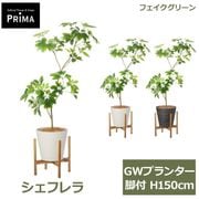 �ե��������꡼�� ���տ�ʪ �͹����տ�ʪ ¤�� �����ե�� M GW �ץ�󥿡� ���� H150cm ��ʪ �緿 ���åɥ������ �ե����� ���꡼�� PRGR-1736 GREENPARK ����̵�� 