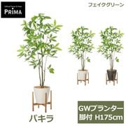 �ե��������꡼�� ���տ�ʪ �͹����տ�ʪ ¤�� �ѥ��� GW �ץ�󥿡� ���� H175cm ��ʪ �緿 ���åɥ������ ȯ��� money tree �ե����� PRGR-1741 GREENPARK ����̵�� 