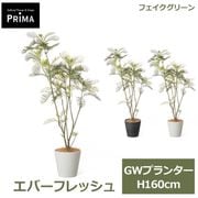 �ե��������꡼�� ���տ�ʪ �͹����տ�ʪ ¤�� ���С��ե�å��� GW �ץ�󥿡� H160cm ��ʪ �緿 ȭ�դ� ����ƥꥢ �� ���꡼�� �ե����� PRGR-1764 GREENPARK ����̵�� 