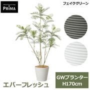 �ե��������꡼�� ���տ�ʪ �͹����տ�ʪ ¤�� ���С��ե�å��� GW �ץ�󥿡� H170cm ��ʪ �緿 ȭ�դ� ����ƥꥢ �� ���꡼�� �ե����� PRGR-1764 GREENPARK ����̵�� 