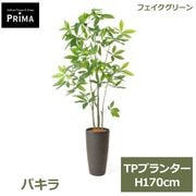 �ե��������꡼�� ���տ�ʪ �͹����տ�ʪ ¤�� �ѥ��� ȯ��� money tree TP�ץ�󥿡� H170cm ��ʪ �緿 ȭ�դ� �ﵯʪ ���꡼�� �ե����� PRGR-1742 GREENPARK ����̵�� 