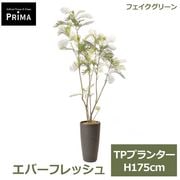 �ե��������꡼�� ���տ�ʪ �͹����տ�ʪ ¤�� ���С��ե�å��� TP �ץ�󥿡� H175cm ��ʪ �緿 ȭ�դ� �¥���� �̲� ���꡼�� �ե����� PRGR-1765 GREENPARK ����̵�� 