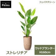 �ե��������꡼�� ���տ�ʪ �͹����տ�ʪ ¤�� ���ȥ����� �˥��饤 ���������� ���å� �ץ�󥿡� H180cm ��ʪ �緿 ȭ�դ� �ե����� PRGR-1695 GREENPARK ����̵�� 