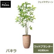 �ե��������꡼�� ���տ�ʪ �͹����տ�ʪ ¤�� �ѥ��� ȯ��� money tree ���åɥץ�󥿡� H180cm ��ʪ �緿 ȭ�դ� ���꡼�� �ե����� PRGR-1744 GREENPARK ����̵�� 