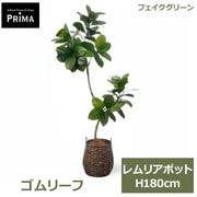 【美品】ストレリチア スリムプランター プリマ 観葉植物 フェイクグリーン ストレリチアの観葉植物 フェイクグリーン | 造花専門店プリマ