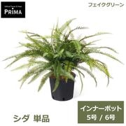 �ե��������꡼�� ���տ�ʪ �͹����տ�ʪ ���� ����ʡ��ݥå� H45cm 5�� 6�� ñ�� ȭ�˥��åȤ������ ���꡼�� �������� ��ʪ �� PRGR-11P GREENPARK ����̵�� 