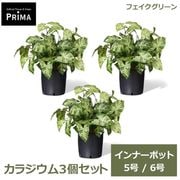 �ե��������꡼�� ���տ�ʪ �͹����տ�ʪ ���饸���� ����ʡ��ݥå� 3�ĥ��å� H48cm 5�� 6�� ȭ�˥��åȤ������ ���꡼�� ��ʪ �� PRGR-1423-04P GREENPARK ����̵�� 