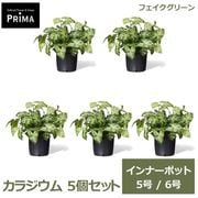 �ե��������꡼�� ���տ�ʪ �͹����տ�ʪ ���饸���� ����ʡ��ݥå� 5�ĥ��å� H40cm 5�� 6�� ȭ�˥��åȤ������ ��ʪ �ޤȤ��㤤 PRGR-1433-04P GREENPARK ����̵�� 