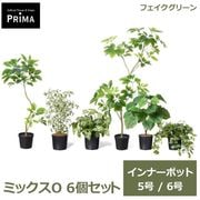 �ե��������꡼�� ���տ�ʪ �͹����տ�ʪ �ե��åȥ˥� ���饸���� ����٥顼�� �٥󥸥�ߥ� �����ե�� ����ʡ��ݥå� 6�ĥ��å� 5�� 6�� ��ʪ PRGR-1705P6 ����̵�� 