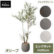 ���꡼�� �ե����� ���꡼�� �緿 �͹����տ�ʪ ¤�� ����ƥꥢ���꡼�� �ץ�󥿡��� H185cm ���տ�ʪ ������� �������� ��ʪ ���դ� PRGR-1716 GREENPARK ����̵�� 