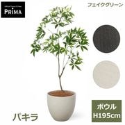 �ѥ��� �ե��������꡼�� �緿 �͹����տ�ʪ ¤�� ȯ��� money tree ����ƥꥢ���꡼�� �ץ�󥿡��դ� H195cm ���տ�ʪ �������� ��ʪ PRGR-1603 GREENPARK ����̵�� 