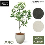 �ѥ��� �ե��������꡼�� �緿 �͹����տ�ʪ ¤�� ȯ��� money tree ����ƥꥢ���꡼�� �ץ�󥿡��դ� H185cm ���տ�ʪ �������� ��ʪ PRGR-1603 GREENPARK ����̵�� 