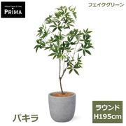 �ѥ��� ȯ��� money tree �ե��������꡼�� �緿 �͹����տ�ʪ ¤�� ����ƥꥢ���꡼�� �ץ�󥿡��դ� H195cm ���տ�ʪ �������� ��ʪ PRGR-1602 GREENPARK ����̵�� 