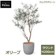 ���꡼�� �ե��������꡼�� �緿 �͹����տ�ʪ ¤�� ����ƥꥢ���꡼�� �ץ�󥿡��դ� H200cm ���տ�ʪ �������� ȭ�դ� ��ʪ ���դ� PRGR-1722 GREENPARK ����̵�� 