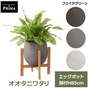 �ե��������꡼�� �͹����տ�ʪ ���å� ���� ��ʪ �������˥勵�� ��ë�� �����ץ�˥��� ¤�� H85cm ����ƥꥢ���꡼�� ȭ�դ� ������� PRGR-1785 GREENPARK ����̵�� 