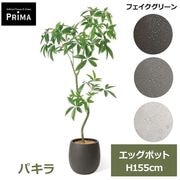 �ե��������꡼�� �͹����տ�ʪ ���å� �ѥ��� ȯ��� money tree H155cm ����ƥꥢ���꡼�� �ﵯʪ �Ɀ���å� �������� ȭ�դ� ���տ�ʪ PRGR-1843 GREENPARK ����̵�� 