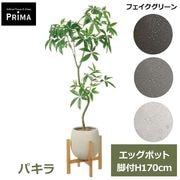 �ե��������꡼�� �͹����տ�ʪ �緿 ���å� �ѥ��� ȯ��� money tree H170cm ����ƥꥢ���꡼�� �ﵯʪ �Ɀ���å� �������� ȭ�դ� ��ʪ PRGR-1843 GREENPARK ����̵�� 