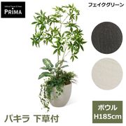 �ե��������꡼�� �͹����տ�ʪ �緿 ���å� �ѥ��� ȯ��� money tree H185cm ����ƥꥢ���꡼�� �ﵯʪ �Ɀ���å� �������� ȭ�դ� ��ʪ PRGR-1603 GREENPARK ����̵�� 