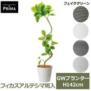 �ե��������꡼�� �͹����տ�ʪ �緿 ���å� �ե����� ����ƥ��� ������ H135cm ����ƥꥢ���꡼�� ȭ�դ� ��ʪ ¤�� ȭ���å� �͵� �ꥢ�� PRGR-1769 GREENPARK ����̵�� 