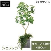 �ե��������꡼�� �͹����տ�ʪ �緿 ���å� �����ե�� ���塼�� ������ ¤�� H190cm ����ƥꥢ���꡼�� ȭ�դ� ȭ���å� ���տ�ʪ �͵� PRGR-1812UB GREENPARK ����̵�� 