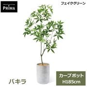 �ե��������꡼�� �͹����տ�ʪ �緿 ���å� �ѥ��� ȯ��� money tree H185cm ����ƥꥢ���꡼�� �ﵯʪ �Ɀ���å� �������� ȭ�դ� ��ʪ PRGR-1815 GREENPARK ����̵�� 