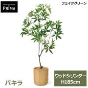 �ե��������꡼�� �͹����տ�ʪ �緿 ���å� �ѥ��� ȯ��� money tree H185cm ����ƥꥢ���꡼�� �ﵯʪ �Ɀ���å� �������� ȭ�դ� ��ʪ PRGR-1822 GREENPARK ����̵�� 
