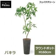�ե��������꡼�� �͹����տ�ʪ �緿 ���å� �ѥ��� ȯ��� money tree H160cm ����ƥꥢ���꡼�� �ﵯʪ �Ɀ���å� �������� ȭ�դ� ��ʪ PRGR-1844 GREENPARK ����̵�� 