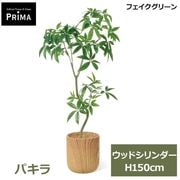 �ե��������꡼�� �͹����տ�ʪ �緿 ���å� �ѥ��� ȯ��� money tree H160cm ����ƥꥢ���꡼�� �ﵯʪ �Ɀ���å� �������� ȭ�դ� ��ʪ PRGR-1845 GREENPARK ����̵�� 