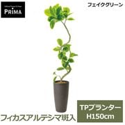 �ե��������꡼�� �͹����տ�ʪ �緿 ���å� �ե����� ����ƥ��� ������ H150cm ����ƥꥢ���꡼�� ȭ�� ��ʪ ¤�� ȭ���å� �͵� �ꥢ�� PRGR-1768 GREENPARK ����̵�� 