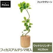�ե��������꡼�� �͹����տ�ʪ ���å� �ե����� ����ƥ��� ���� ������� H125cm ����ƥꥢ���꡼�� ȭ�� ��ʪ ¤�� ȭ���å� �͵� �ꥢ�� PRGR-1827 GREENPARK ����̵�� 