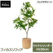 �ե��������꡼�� �͹����տ�ʪ �緿 ���å� �ե��������ե��� ������� H150cm ����ƥꥢ���꡼�� ȭ�դ� ��ʪ ¤�� ȭ���å� �͵� �ꥢ�� PRGR-1833 GREENPARK ����̵�� 
