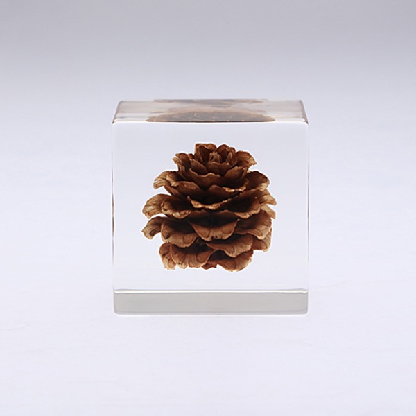 ����ޥ� Sola cube �� ���饭�塼�� �������Υͥɥ� ������� ����ƥꥢ Ω��ɸ�� Ʃ�� ��ʪ ��ʪ ���ꥢ �ץ쥼��� ���� ���� ��åԥ� ���ե� Ȣ ���꡼�� �ץ��� ���� �޴� �İ��� ��ΤҤ� ���쥤 Ȣ ������� ���ե� ����̵�� ��åԥ��б� 